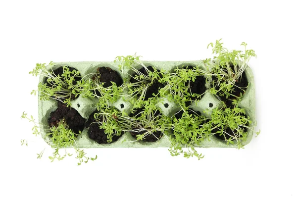 Yumurta kutusunda büyüyen bitkiler, beyaz arka planda izole edilmiş.