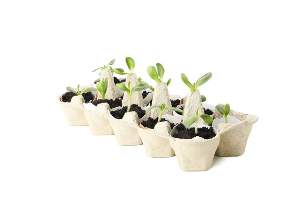 Growing Plants Egg Box Isolated White Background — Stock Photo, Image