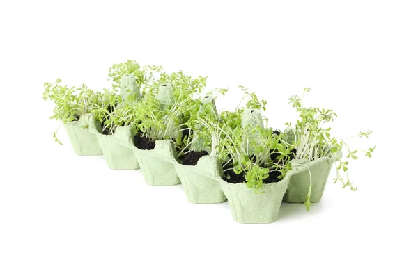 Növekvő Növények Tojástartó Dobozban Fehér Alapon Izolálva — Stock Fotó