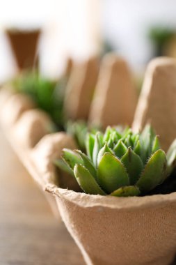 Yumurta kutusunda bitki yetiştirmek, bitki yetiştirmek için yaratıcı bir yöntem.