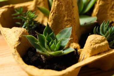 Yumurta kutusunda bitki yetiştirmek, bitki yetiştirmek için yaratıcı bir yöntem.