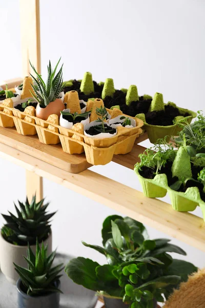 stock image Growing plants in egg box, creative way to grow plants