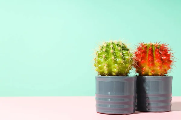 Accogliente Hobby Coltivazione Piante Domestiche Indoor Cactus — Foto Stock