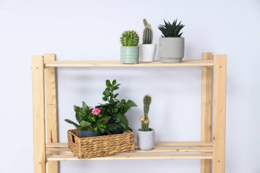 Samimi bir hobi - evde bitki yetiştirmek.