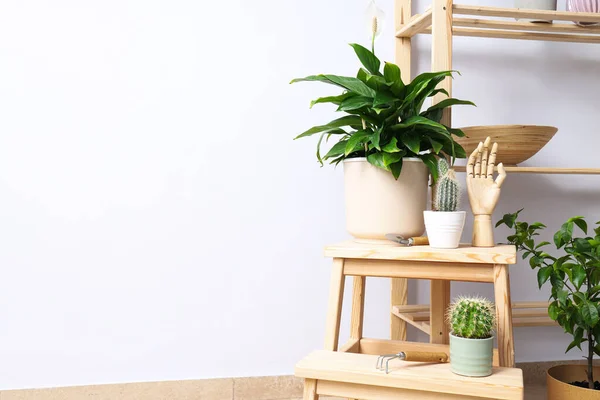 Cozy Hobby Growing Indoor Plants Home — Stock Photo, Image