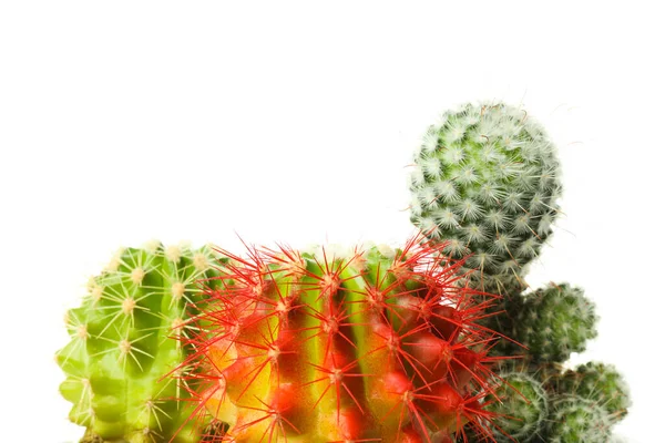 Hangulatos Hobbi Növekvő Házi Növények Kaktusz Elszigetelt Fehér Alapon — Stock Fotó