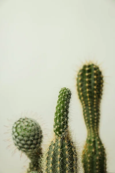 Hangulatos Hobbi Termesztő Ház Vagy Beltéri Növények Kaktusz — Stock Fotó