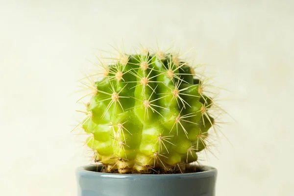 Gezellige Hobbykwekerij Binnenplanten Cactus — Stockfoto