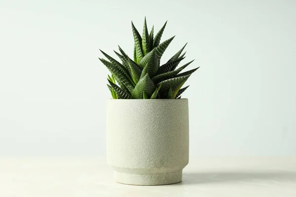 Przytulny Dom Lub Rośliny Domowe Hobby Kaktusy — Zdjęcie stockowe