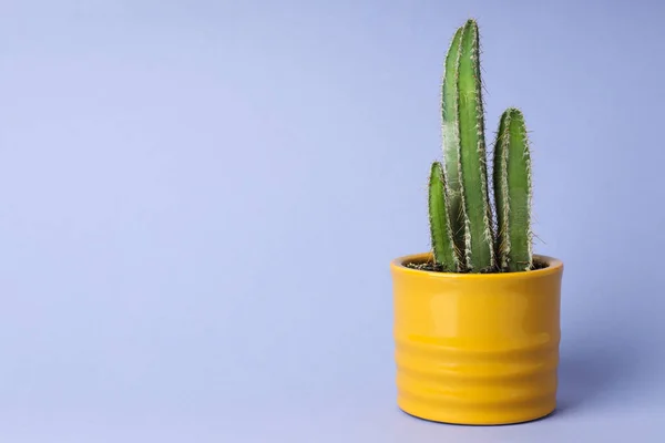 Mysig Hobby Odling Hus Eller Inomhus Växter Kaktus — Stockfoto