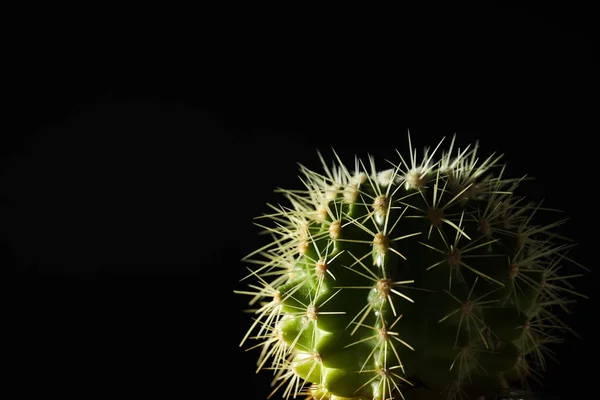 Przytulny Dom Lub Rośliny Domowe Hobby Kaktusy — Zdjęcie stockowe