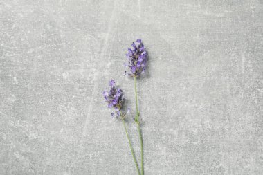 Çiçeklerle, güzel lavanta çiçekleriyle dolu konsept.