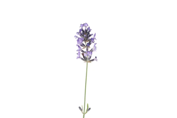 Konsep Nyaman Dengan Bunga Lavender Terisolasi Pada Latar Belakang Putih — Stok Foto