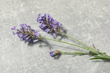 Çiçeklerle, güzel lavanta çiçekleriyle dolu konsept.