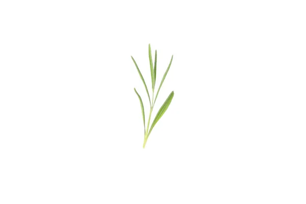 Begreppet Mysig Med Växter Liten Växt Groddar Isolerad Vit Bakgrund — Stockfoto