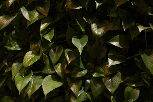 stock image Green leaves of plant, cozy plant interior in supermarket