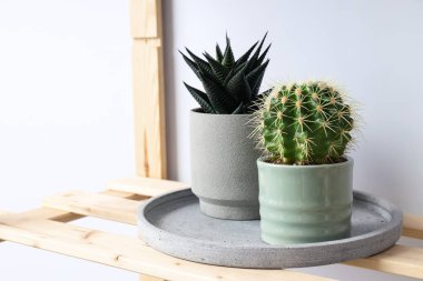 Samimi bir hobi - evde bitki yetiştirmek.