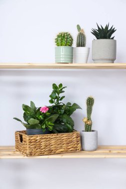 Samimi bir hobi - evde bitki yetiştirmek.