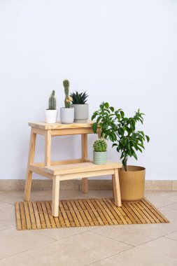 Samimi bir hobi - evde bitki yetiştirmek.