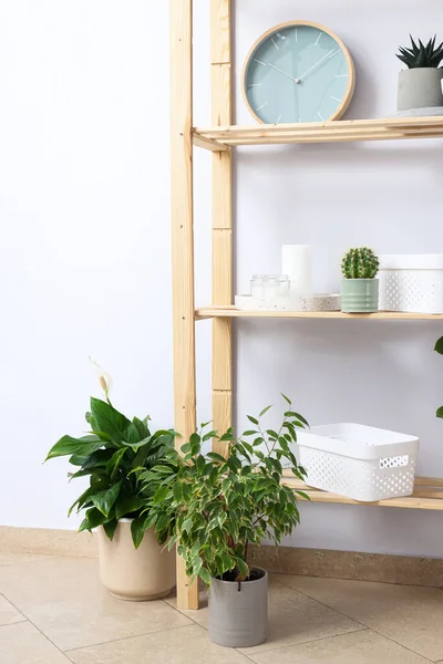 Loisir Confortable Cultiver Des Plantes Intérieur Maison — Photo