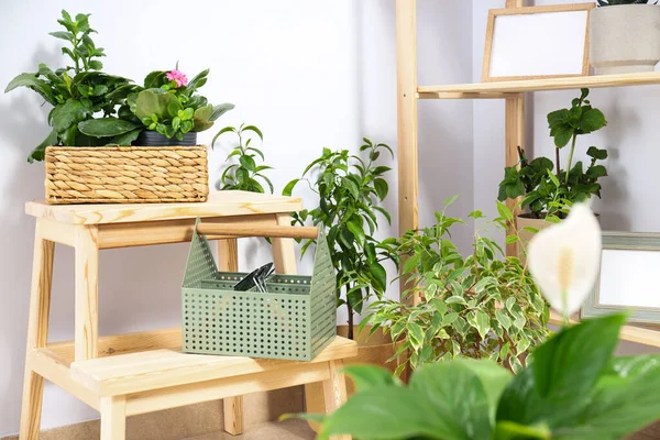 Loisir Confortable Cultiver Des Plantes Intérieur Maison — Photo