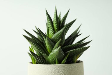 Konforlu ev yetiştirme hobisi ya da ev bitkileri - kaktüs