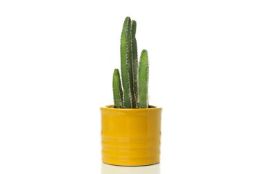 Samimi bir hobi - bitki yetiştirme, kaktüs, beyaz arka planda izole edilmiş