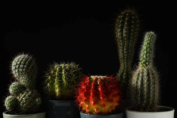 Útulný Koníček Pěstování Domu Nebo Vnitřní Rostliny Kaktus — Stock fotografie