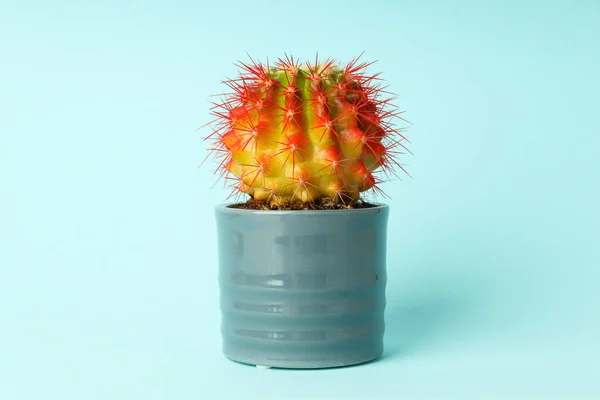 Hyggelig Hobby Voksende Hus Eller Indendørs Planter Kaktus - Stock-foto
