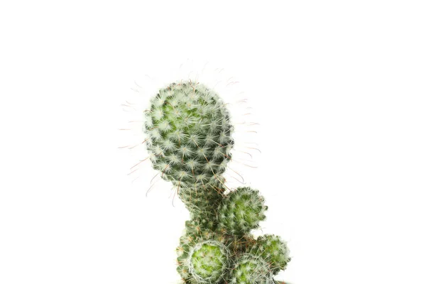 Przytulne Hobby Rośliny Domowe Kaktusy Izolowane Białym Tle — Zdjęcie stockowe