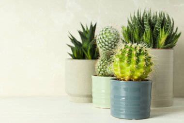 Konforlu ev yetiştirme hobisi ya da ev bitkileri - kaktüs
