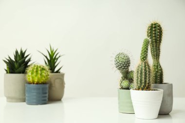 Konforlu ev yetiştirme hobisi ya da ev bitkileri - kaktüs