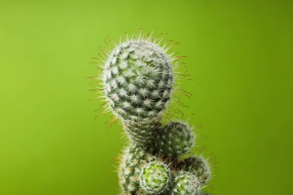 Cozy Hobby Growing House Indoor Plants Cactus — Stock Photo, Image