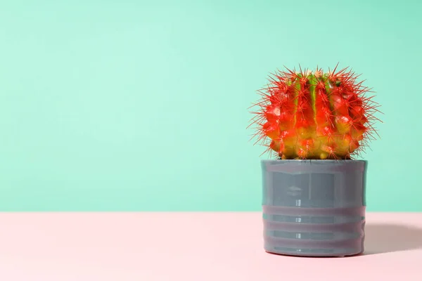 Accogliente Hobby Coltivazione Piante Domestiche Indoor Cactus — Foto Stock