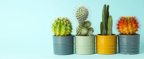 Acogedora Casa Cultivo Hobby Plantas Interior Cactus —  Fotos de Stock