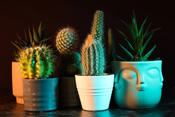 stock image Cozy hobby growing house or indoor plants - cactus