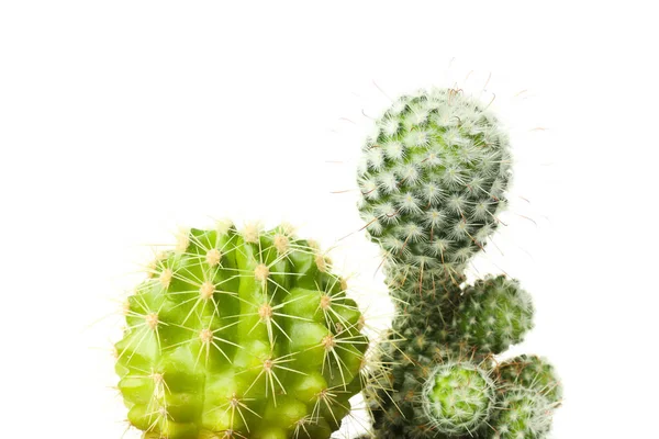 Gezellige Hobby Groeiende Huisplanten Cactus Geïsoleerd Witte Achtergrond — Stockfoto