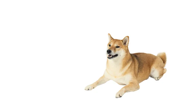 Een Grappige Hond Geïsoleerd Witte Achtergrond Png — Stockfoto