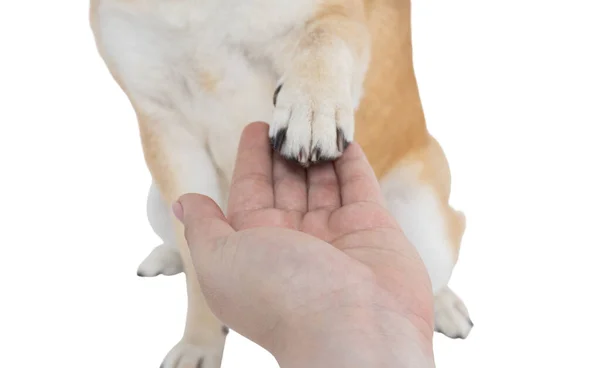 Vrouwelijke Hand Met Hondenpoot Geïsoleerd Witte Achtergrond Png — Stockfoto