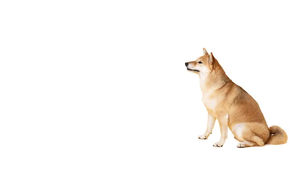 Jeden Vtipný Pes Izolovaný Bílém Pozadí Png — Stock fotografie