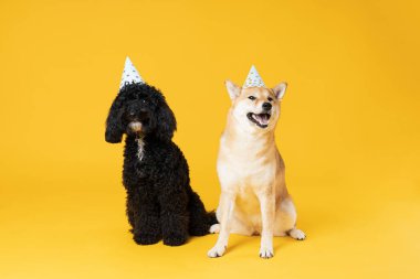 Sarı arka planda iki köpek, Köpek Doğumgünü