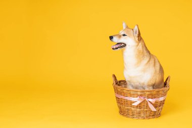 Shiba Inu sarı arka planda sevimli bir köpek.