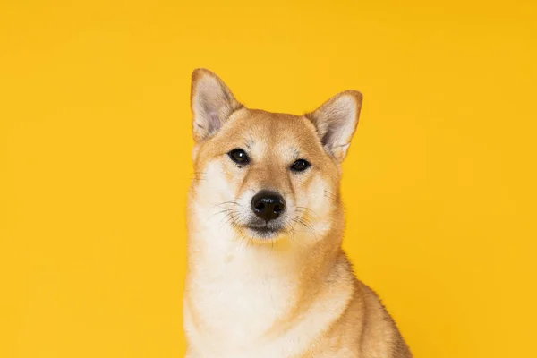 Shiba Inu Roztomilý Pes Žlutém Pozadí — Stock fotografie