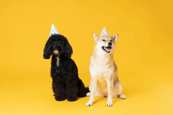 Δύο Σκυλιά Κίτρινο Φόντο Γενέθλια Σκυλιών — Φωτογραφία Αρχείου
