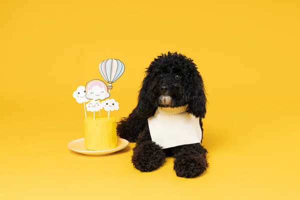 Black Toy poodle dog on yellow background, Dog Birthday