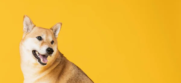 Shiba Inu Cute Dog Yellow Background — Stock Photo, Image