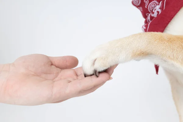 Shiba Inu Giving Paw Female Hand White Background — Stock Photo, Image