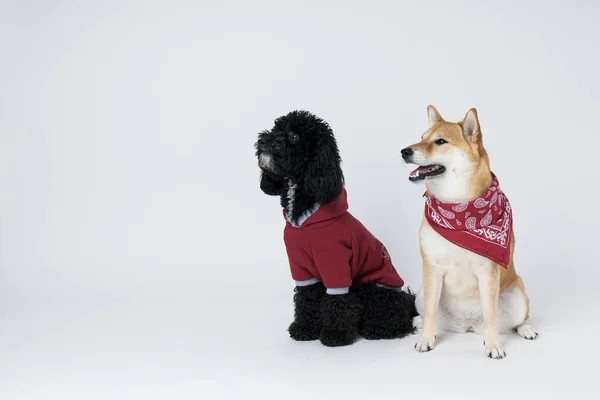 Shiba Inu and Toy poodle dogs on white background