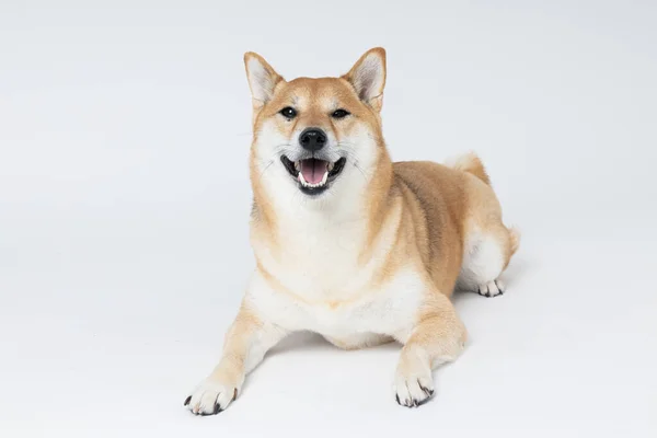 Shiba Inu Beyaz Arka Planda Sevimli Bir Köpek — Stok fotoğraf