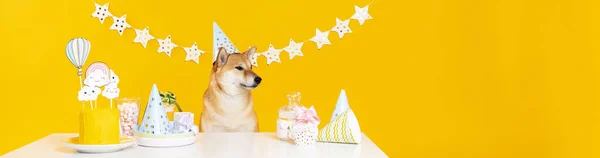 黄色の背景に芝犬 犬の誕生日 — ストック写真